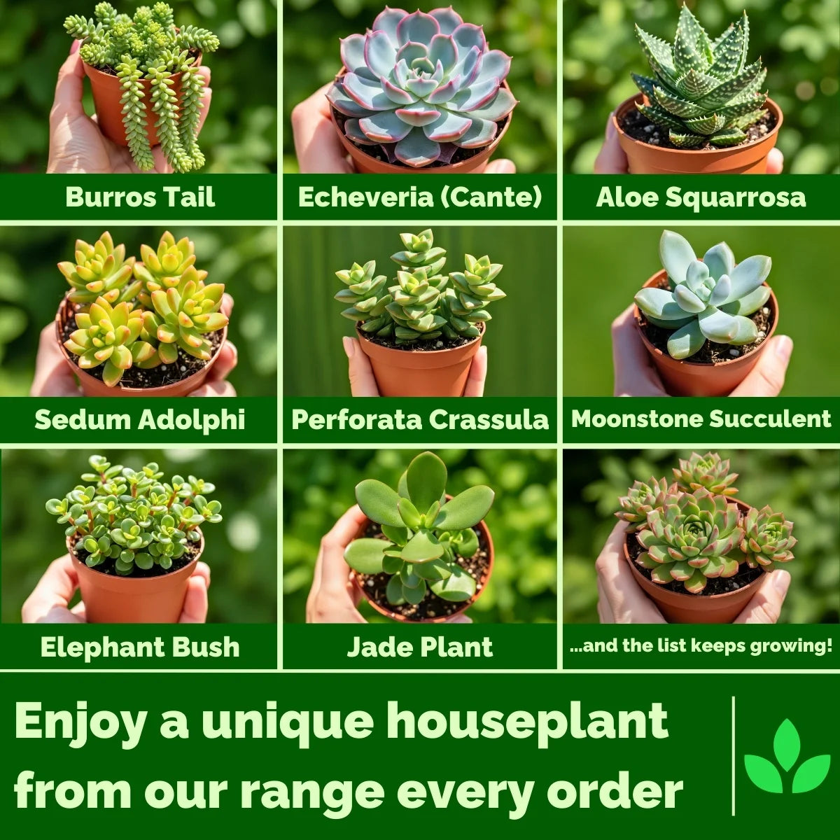 Homegro Houseplants showing a variety of baby houseplants
