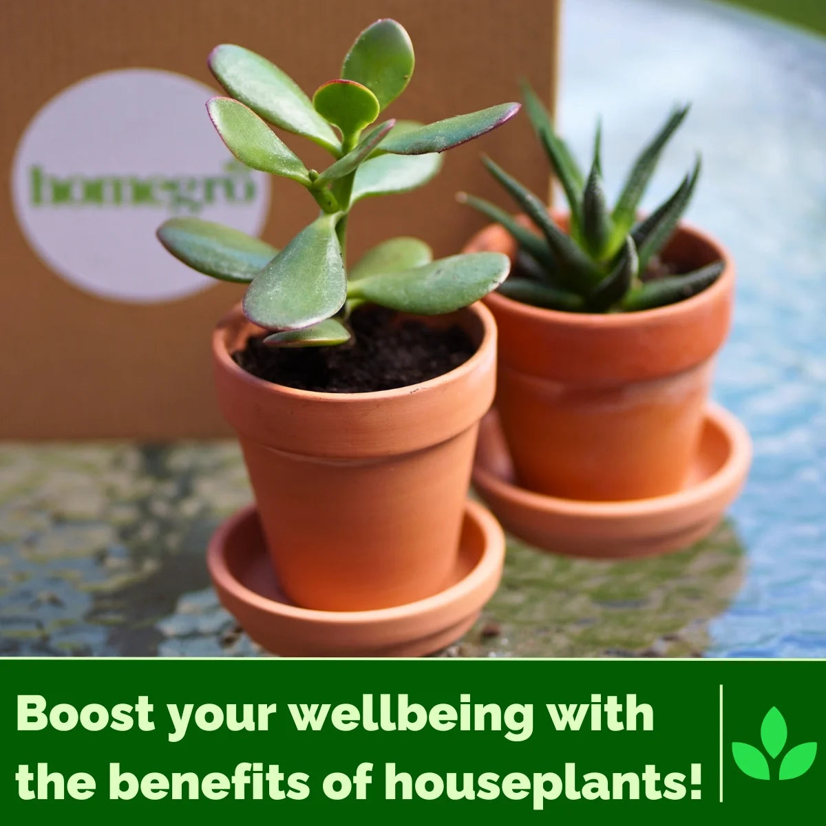 Display of a potted Homegro Houseplant