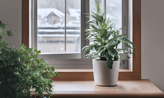 Homegro Plant in Winter Season