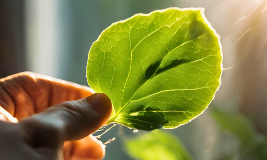 An image of houseplant leaf with small bugs visible on the underside of the leaf