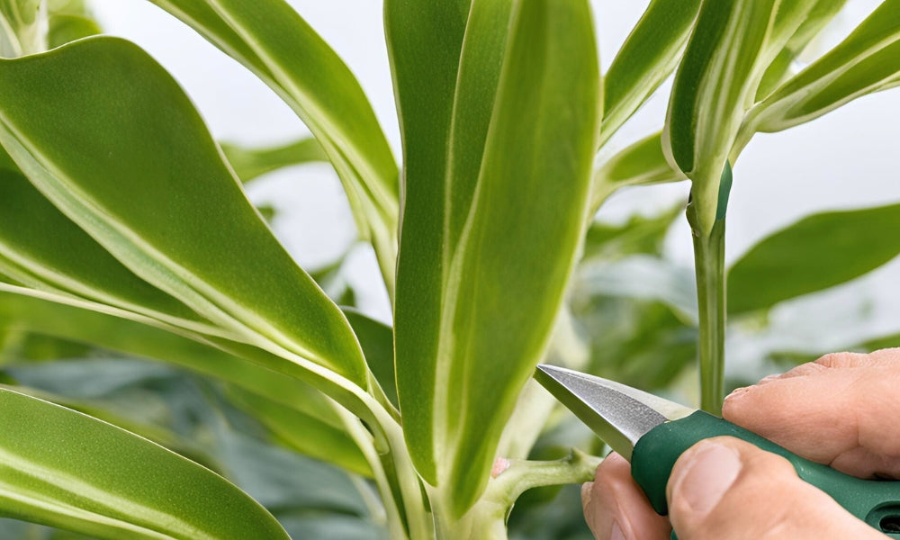 Someone trimming the leafs of a Homegro plant