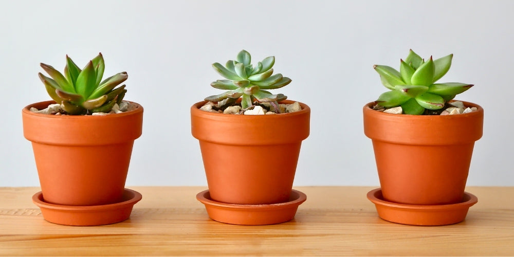 3 Homegro houseplants lined up