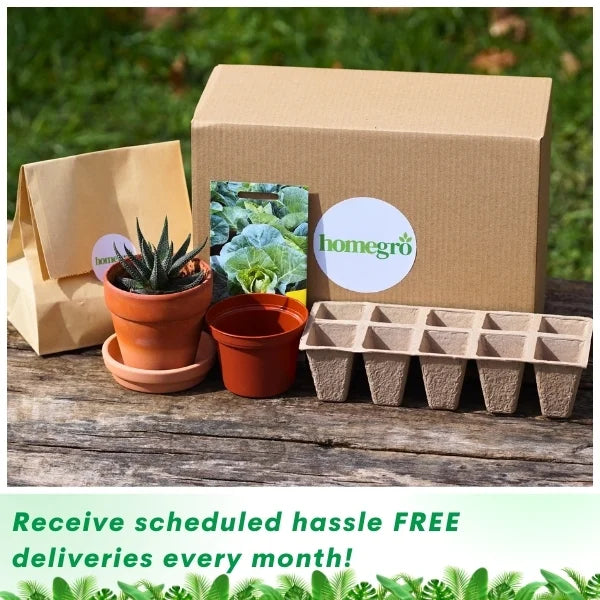 Homegro Gro Box image with caption stating 'FREE Deliveries'