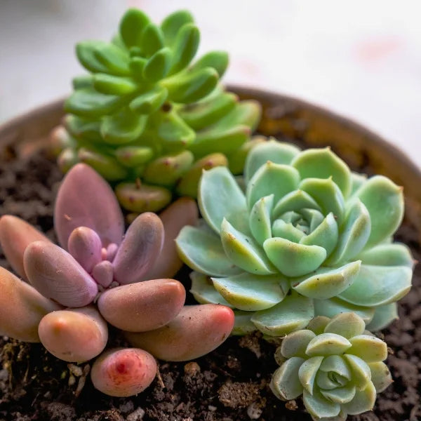 Homegro Houseplants in pot